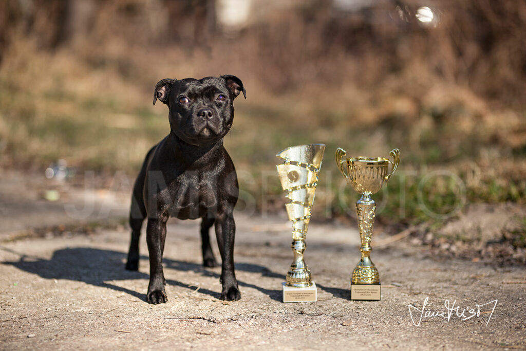 fotenie domácich miláčikov trofej